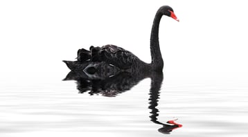A black swan, symbolic of a rare event that leads to a crisis